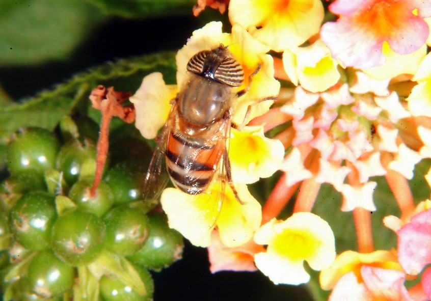 Le meraviglie  Linsetto con gli occhi a strisce e la mosca